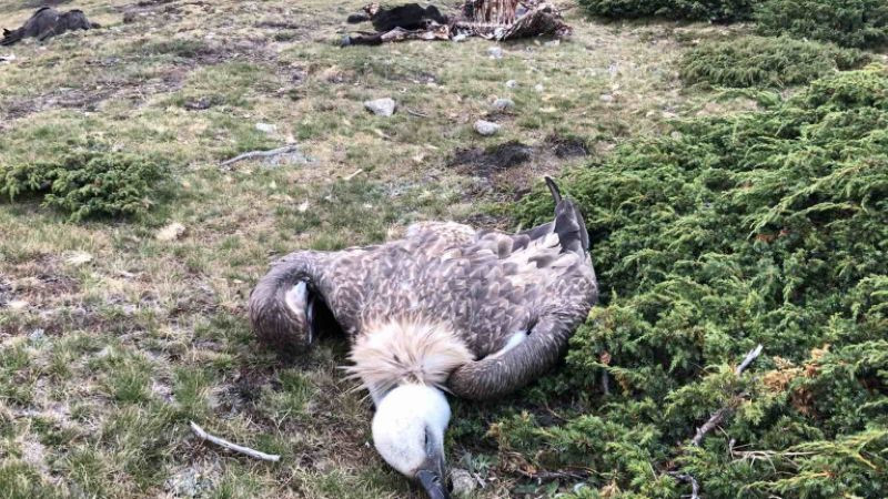Откриха още отровени птици в "Централен Балкан", сред тях и лешояди